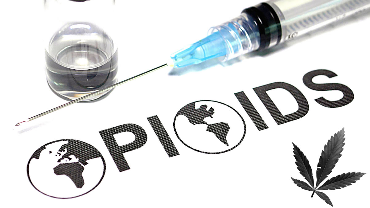 Study: Combining Opioids and Cannabis Meds Doesn’t Improve Pain